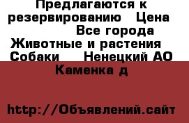 Предлагаются к резервированию › Цена ­ 16 000 - Все города Животные и растения » Собаки   . Ненецкий АО,Каменка д.